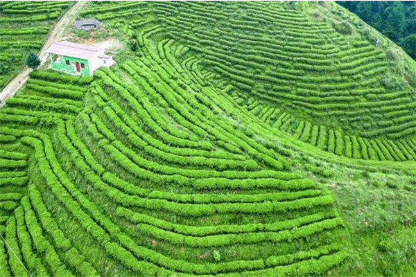 云放茶园
