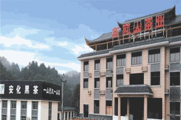 高家山黑茶