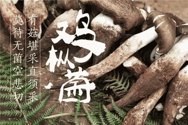 百菌堂中医养生