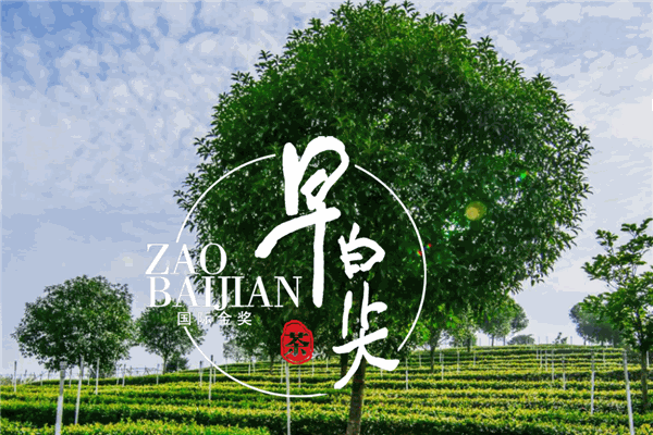 早白尖茶业