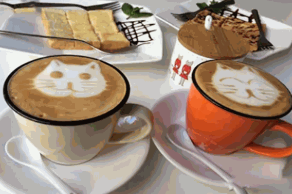 cattery猫窝咖啡馆