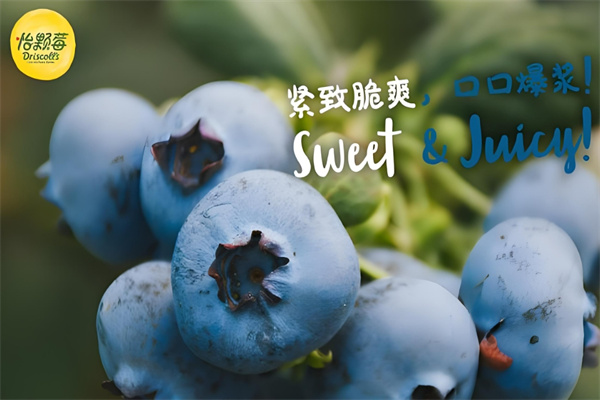 Driscoll's 怡颗莓加盟