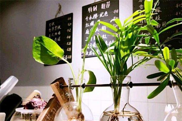 猫君橘九