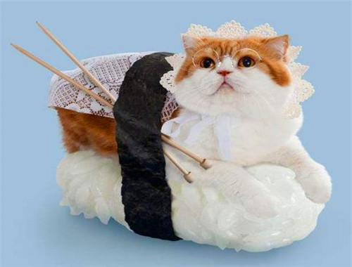 猫之道寿司
