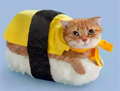 猫之道寿司