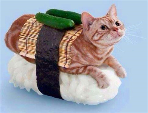 猫之道寿司