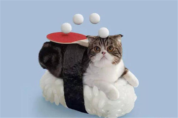 猫咪寿司