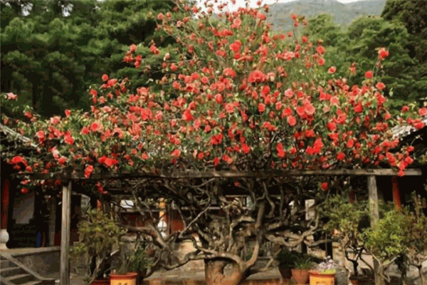 万朵山茶