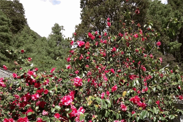万朵山茶
