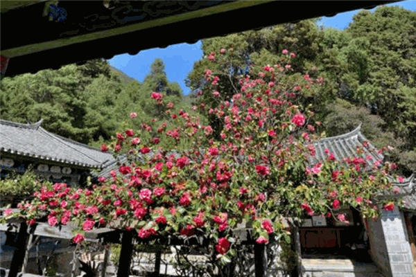 万朵山茶