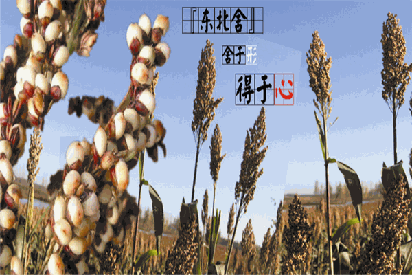 东北舍酒业