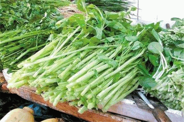 菜老包