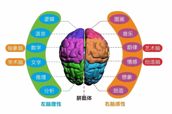 脑立方幼儿教育