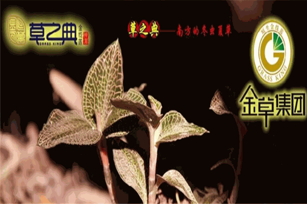 草之典原生金线莲