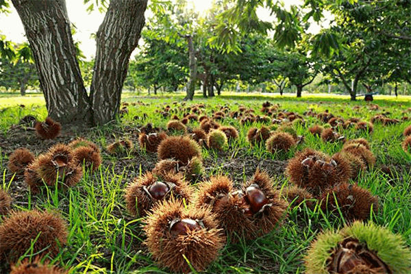 虹力芯板栗