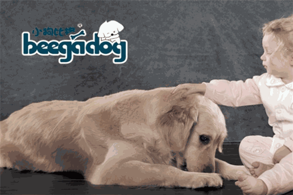 小狗比格beegadog童装
