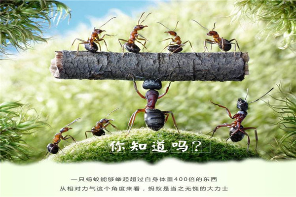 野生黑蚂蚁干保健品
