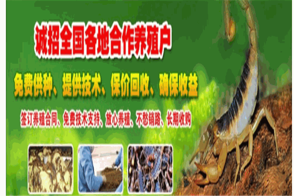 中农益民Ⅱ号药蝎