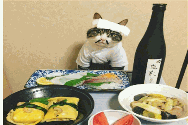 猫鲜生日料