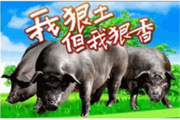 壹号土猪