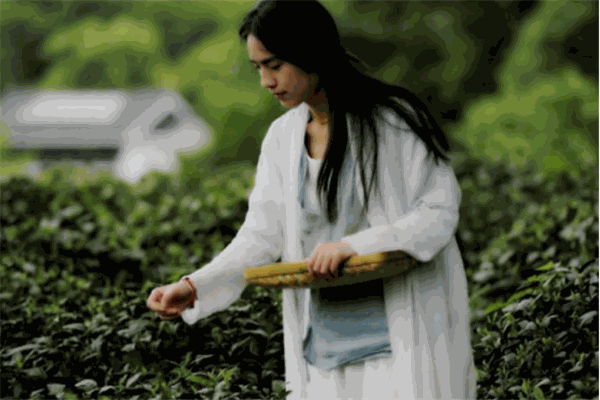 新玥茶艺培训