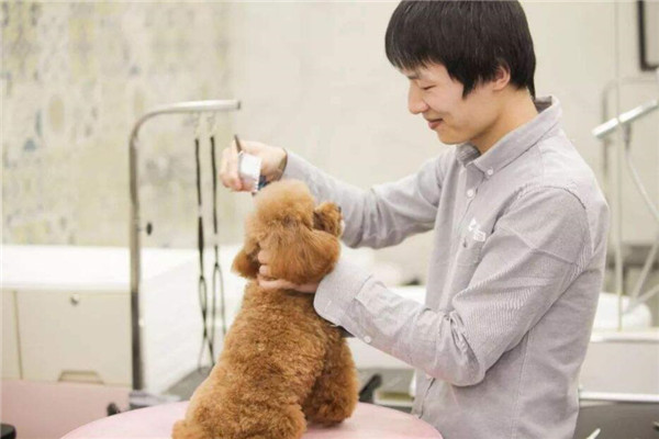 爪爪宠物店加盟
