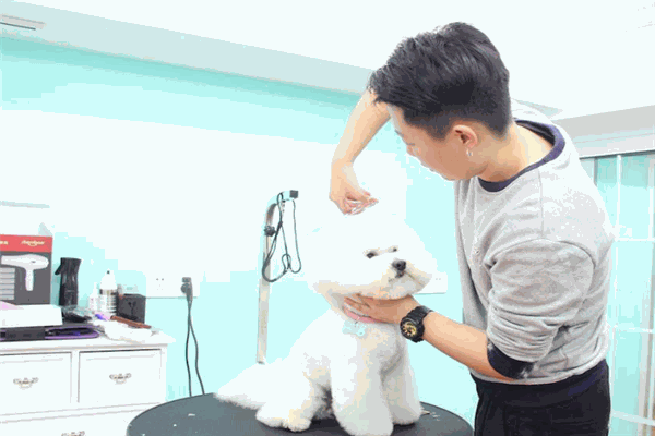 宠伴小精灵宠物店加盟
