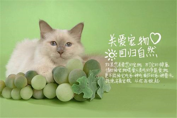 诗瑞宠物店加盟