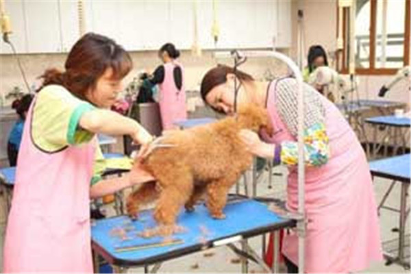 傲雄宠物美容加盟
