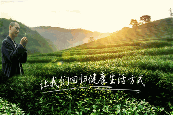 一叶一世界藏茶素火锅