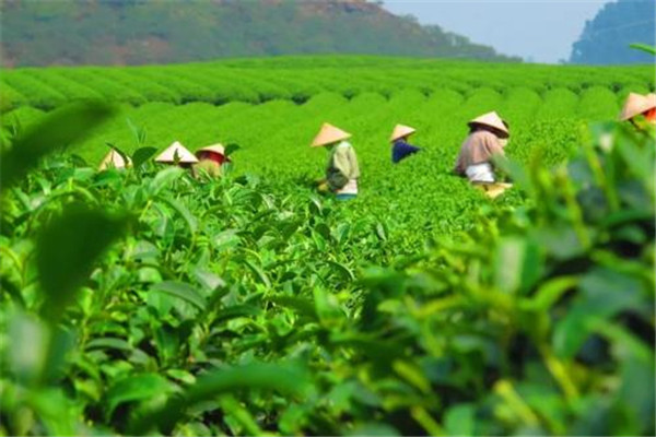 清云茶业
