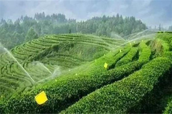 正山茶业