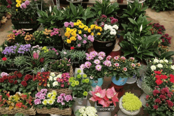 我家花房