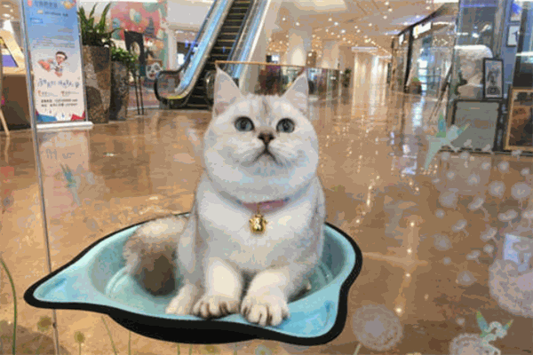 misskitty猫咖