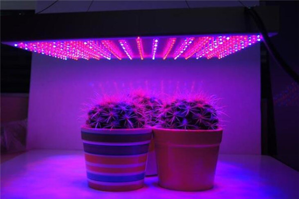 雷德LED植物灯加盟