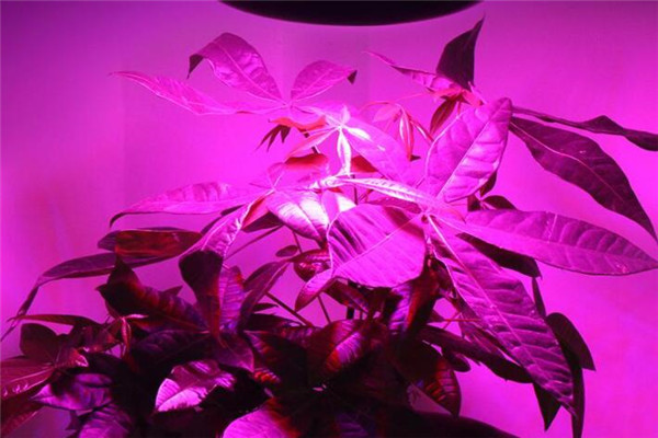 雷德LED植物灯加盟