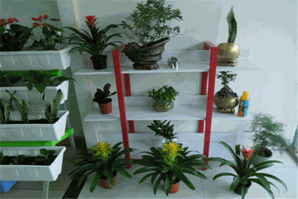 植彩坊园艺加盟