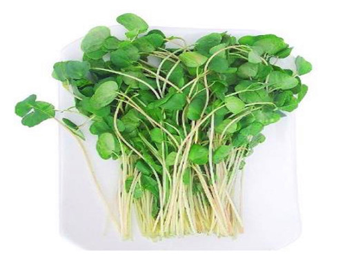 爽舌尖芽苗菜