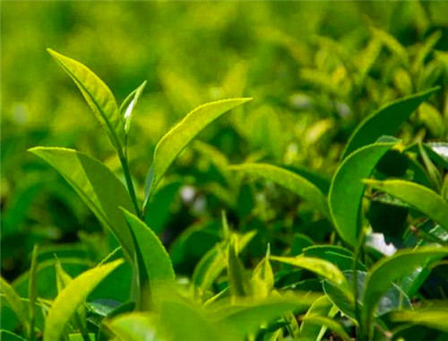 茶仕利