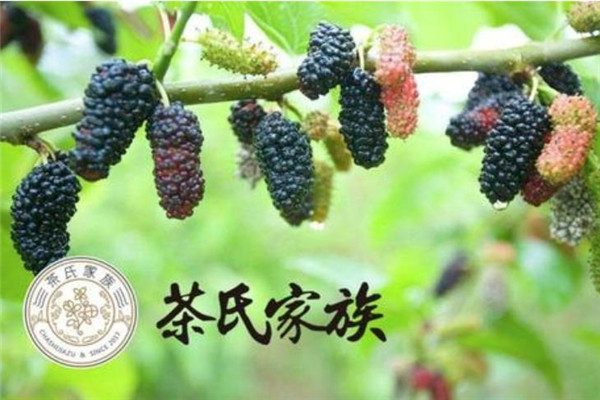 茶氏家族