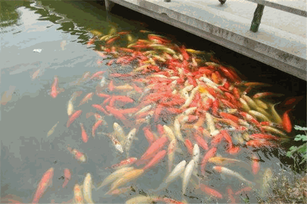 溜溜鱼喂鱼