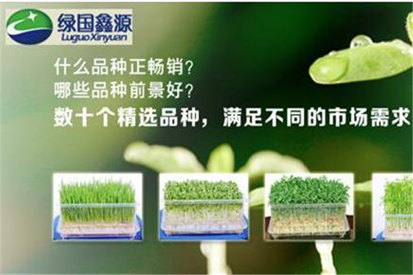 绿国鑫源芽苗菜