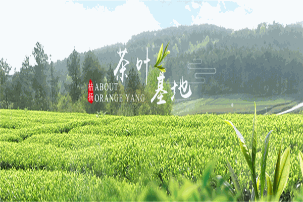 桔扬茶业