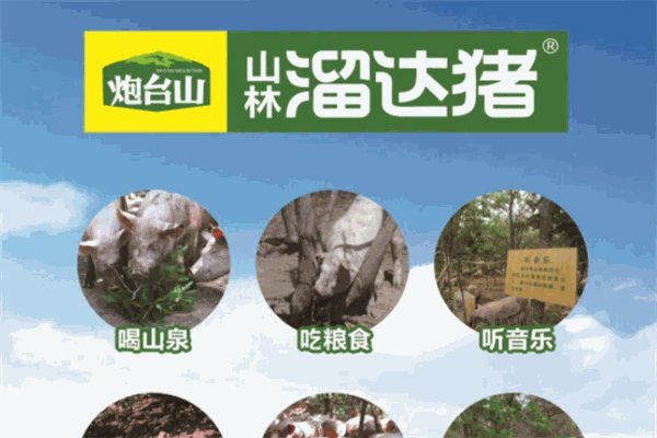 山林溜达猪