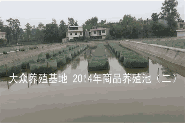 大众养殖