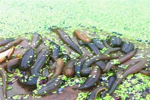 水蛭养殖