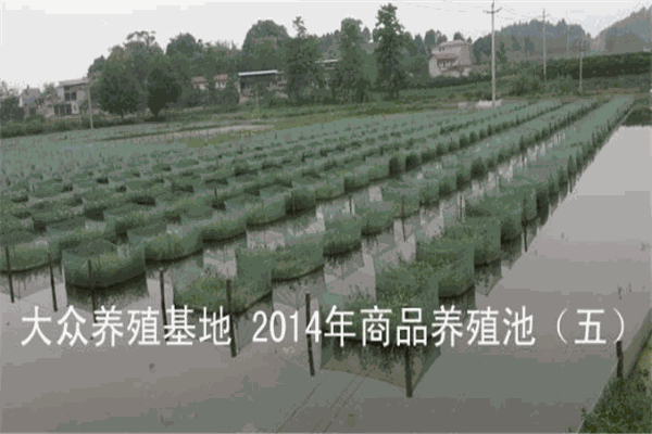 大众养殖