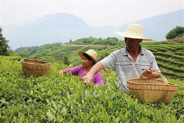 湘茗茶业