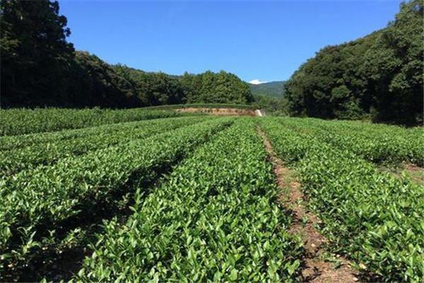 湘茗茶业