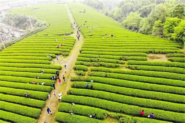 湘茗茶业
